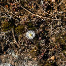 Image of Delosperma subpetiolatum L. Bol.