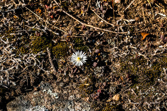 Image of Delosperma subpetiolatum L. Bol.