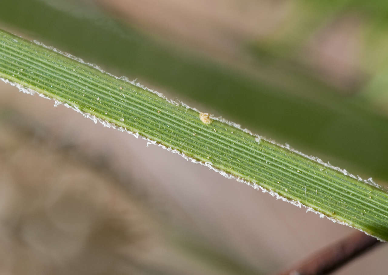 Sivun Lomandra leucocephala subsp. robusta A. T. Lee kuva