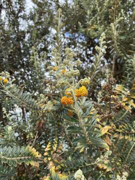 Image of Buddleja coriacea Remy