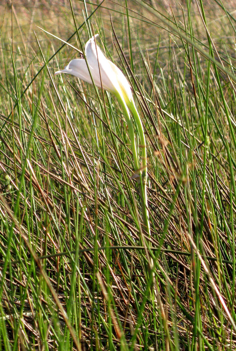 Image de Crinum carolo-schmidtii Dinter