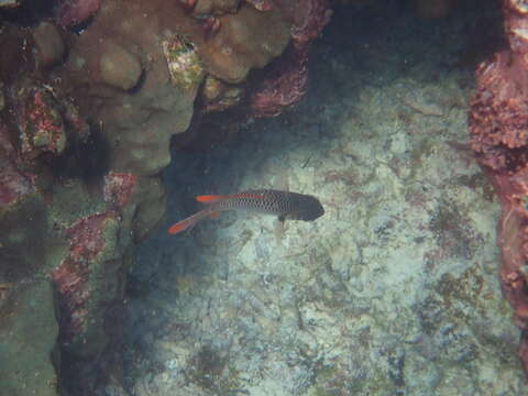 Image of Australian Squirrel-fish