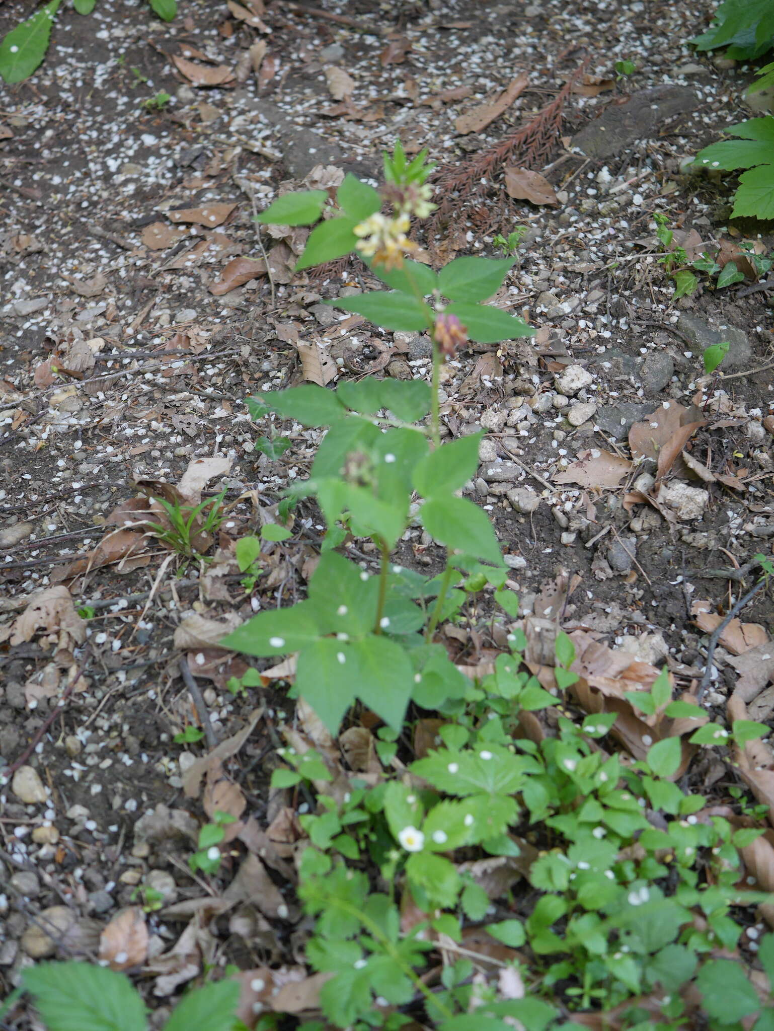 صورة Vicia oroboides Wulfen