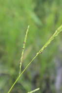 Image of Nile grass