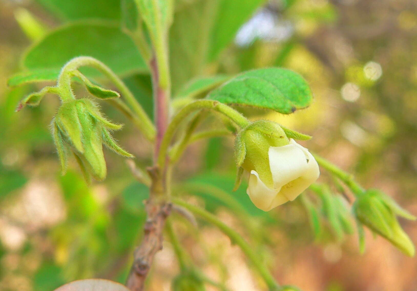 Diospyros lycioides subsp. guerkei (Kuntze) De Winter的圖片