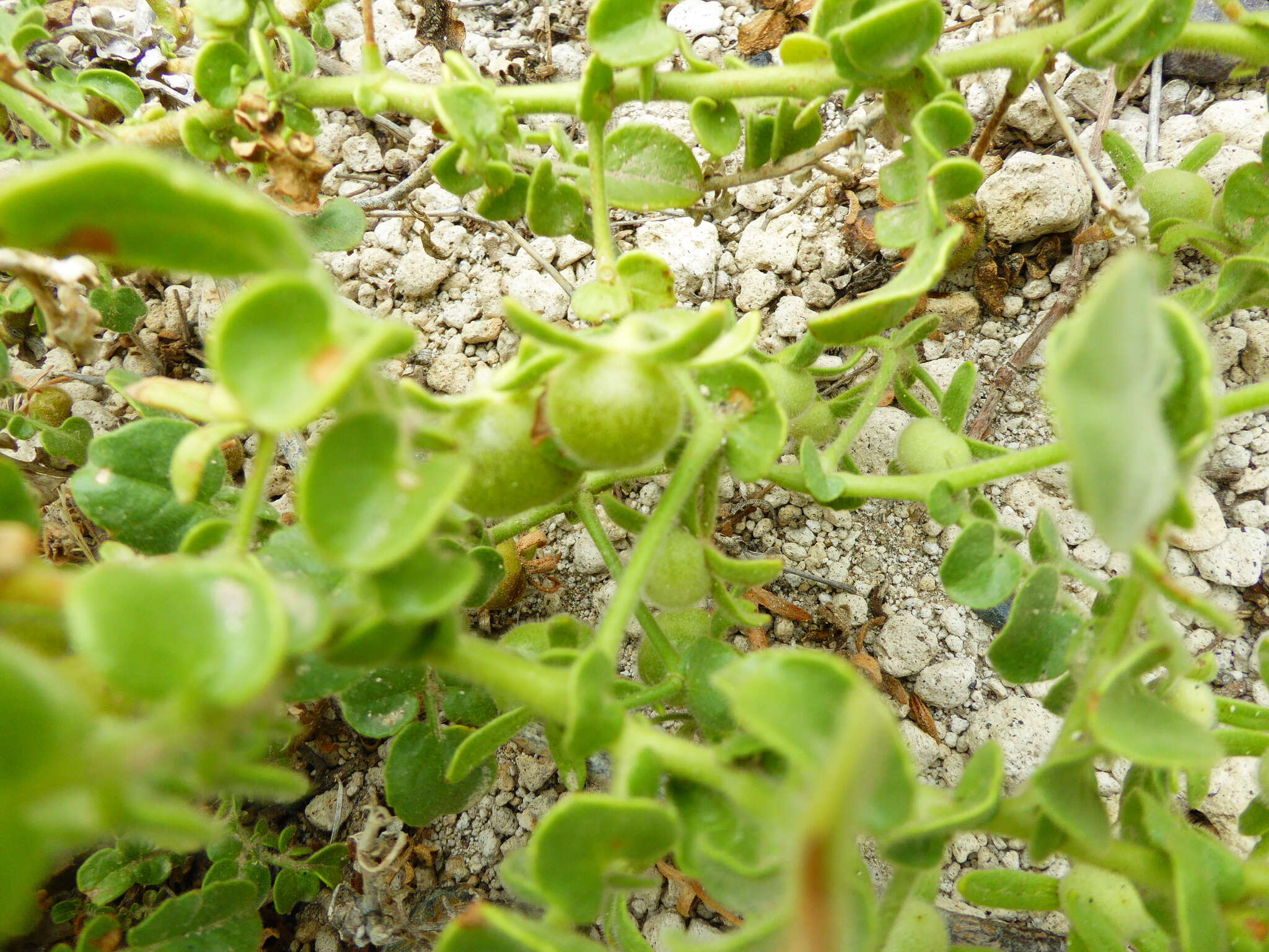 Imagem de Solanum pennellii Correll