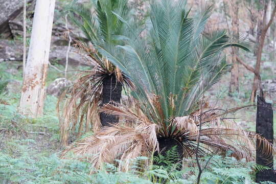 Image de Macrozamia moorei F. Muell.