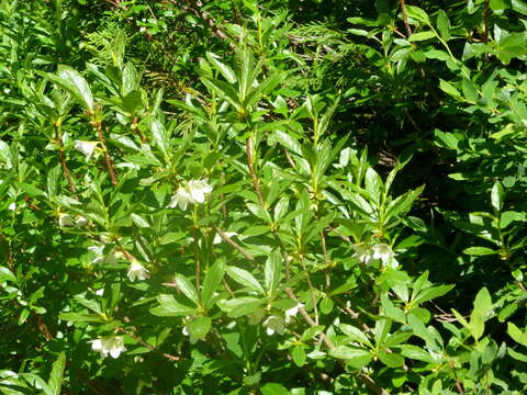 Image of Cascade Azalea