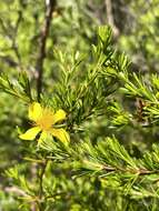 Image of Apalachicola St. John's-Wort