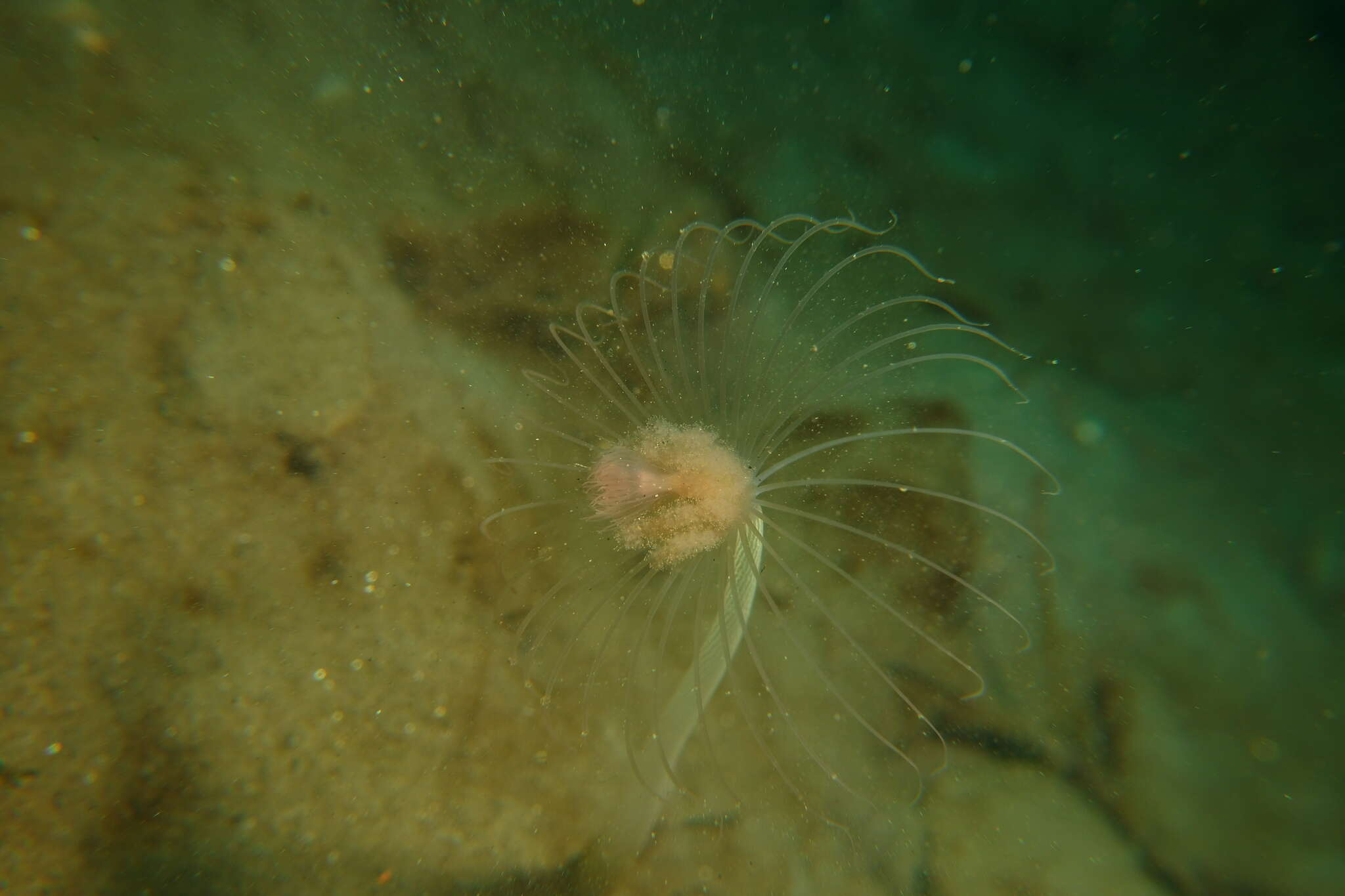 Image of fairy palm hydroid