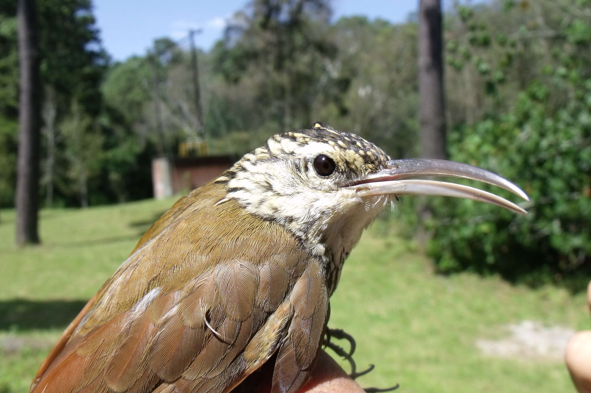 Image of White-striped Woodcreeper