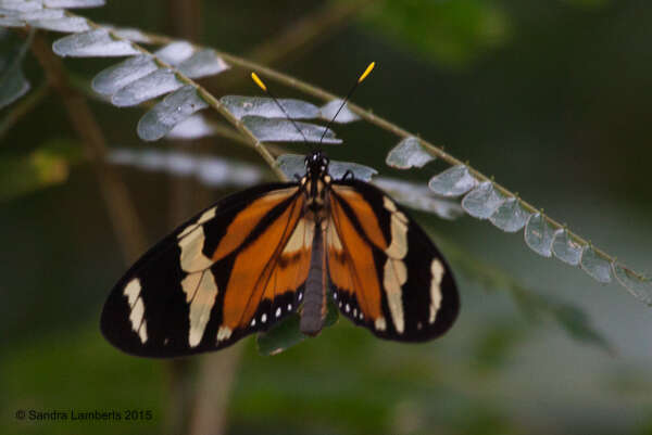 Image of Tiger Mimic-Queen