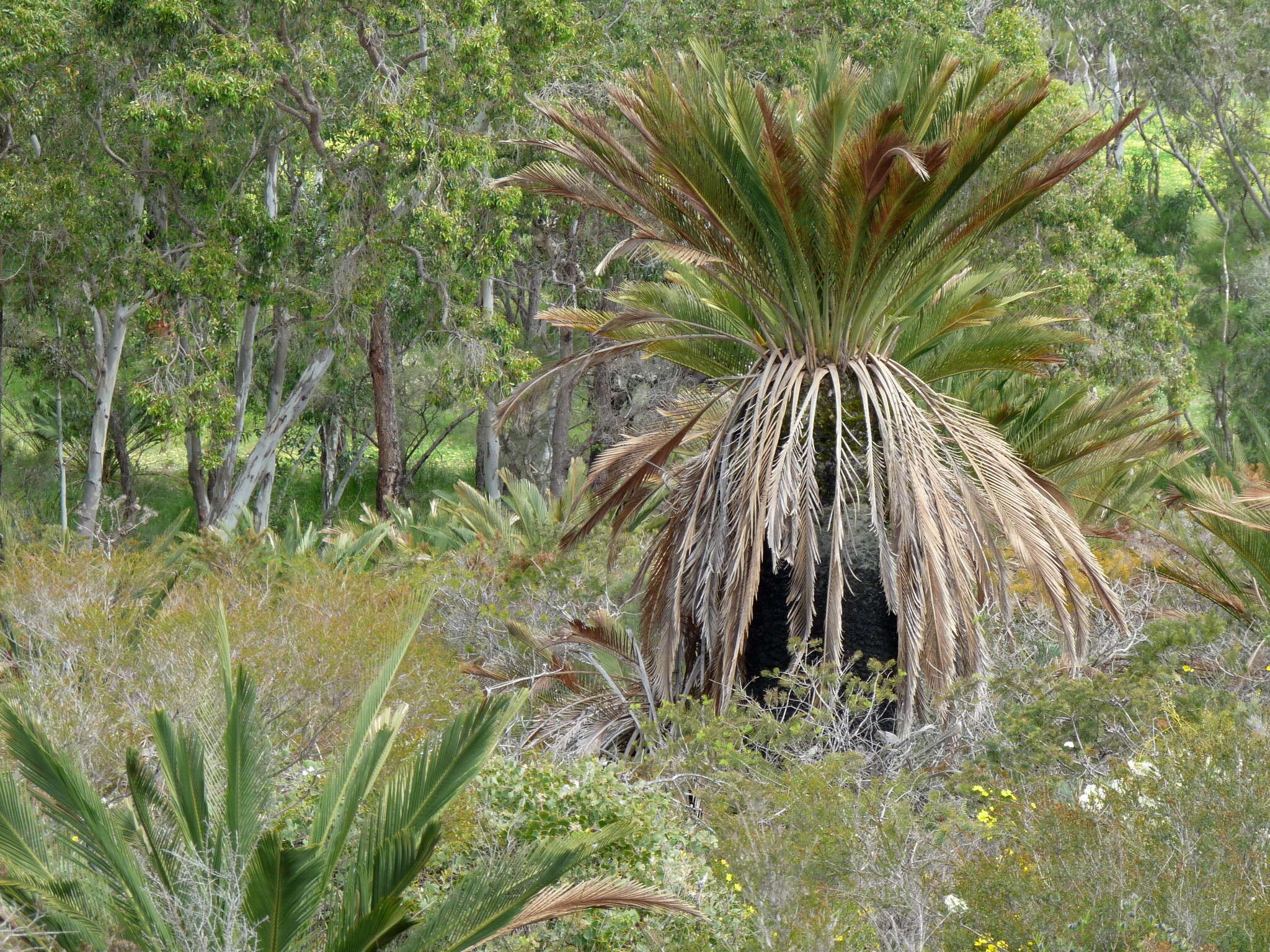 Image of Macrozamia fraseri Miq.