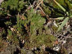 Selaginella tamariscina (Beauv.) Spring resmi