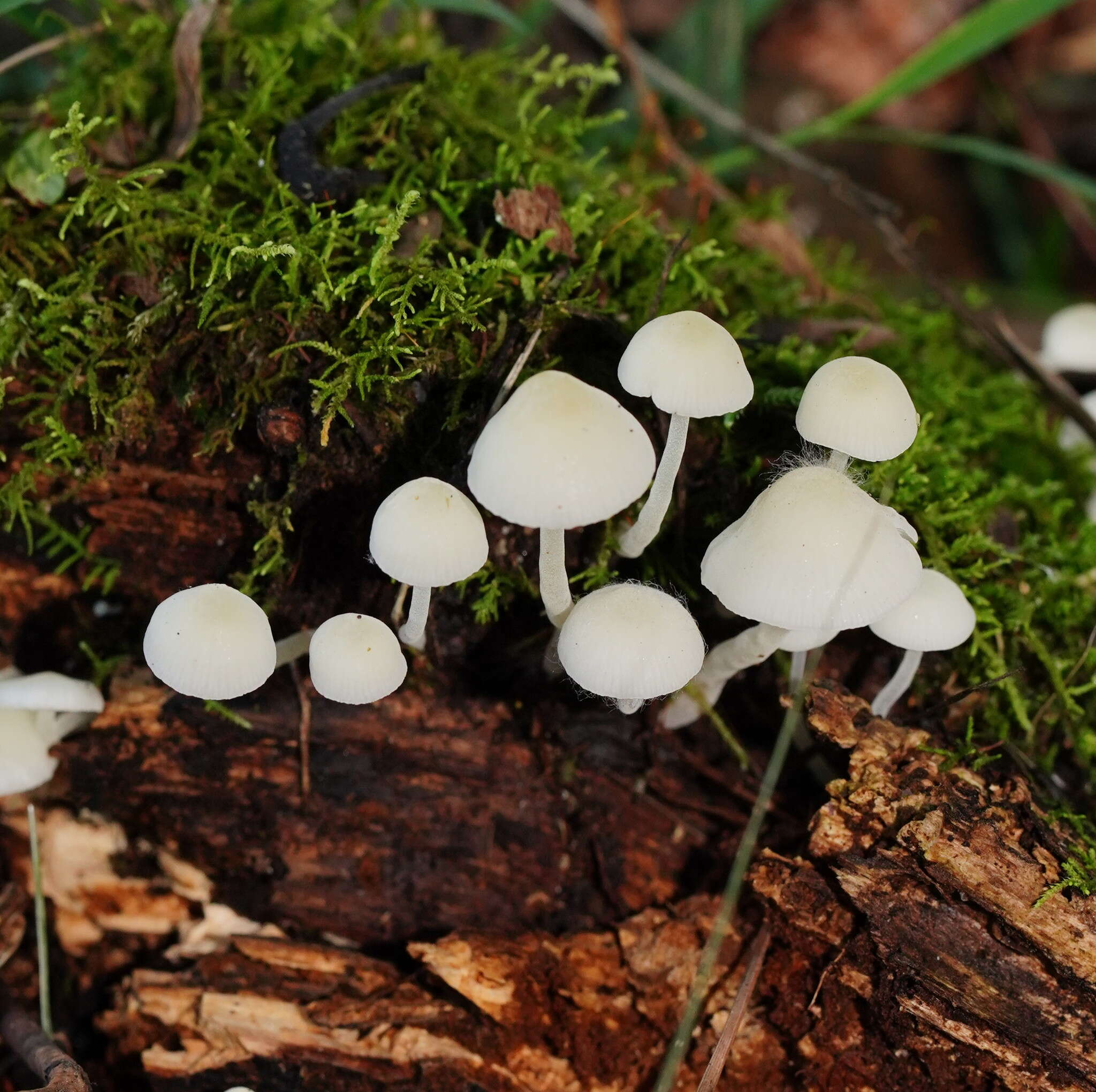 Image of Hemimycena lactea (Pers.) Singer 1938