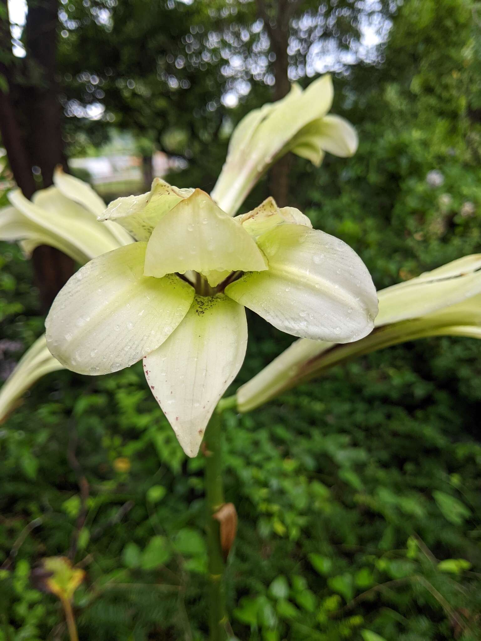 Image of Lily
