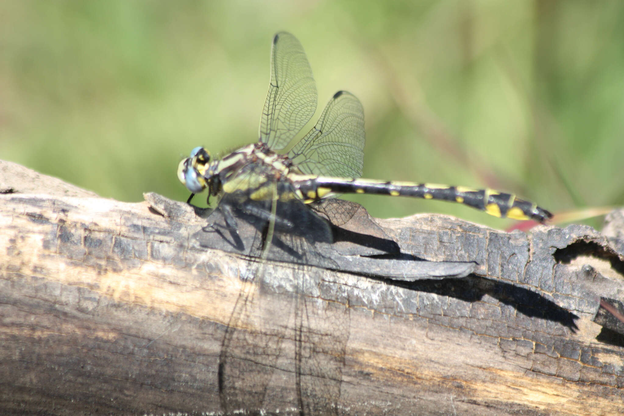 Image of Phanogomphus kurilis (Hagen ex Selys 1858)