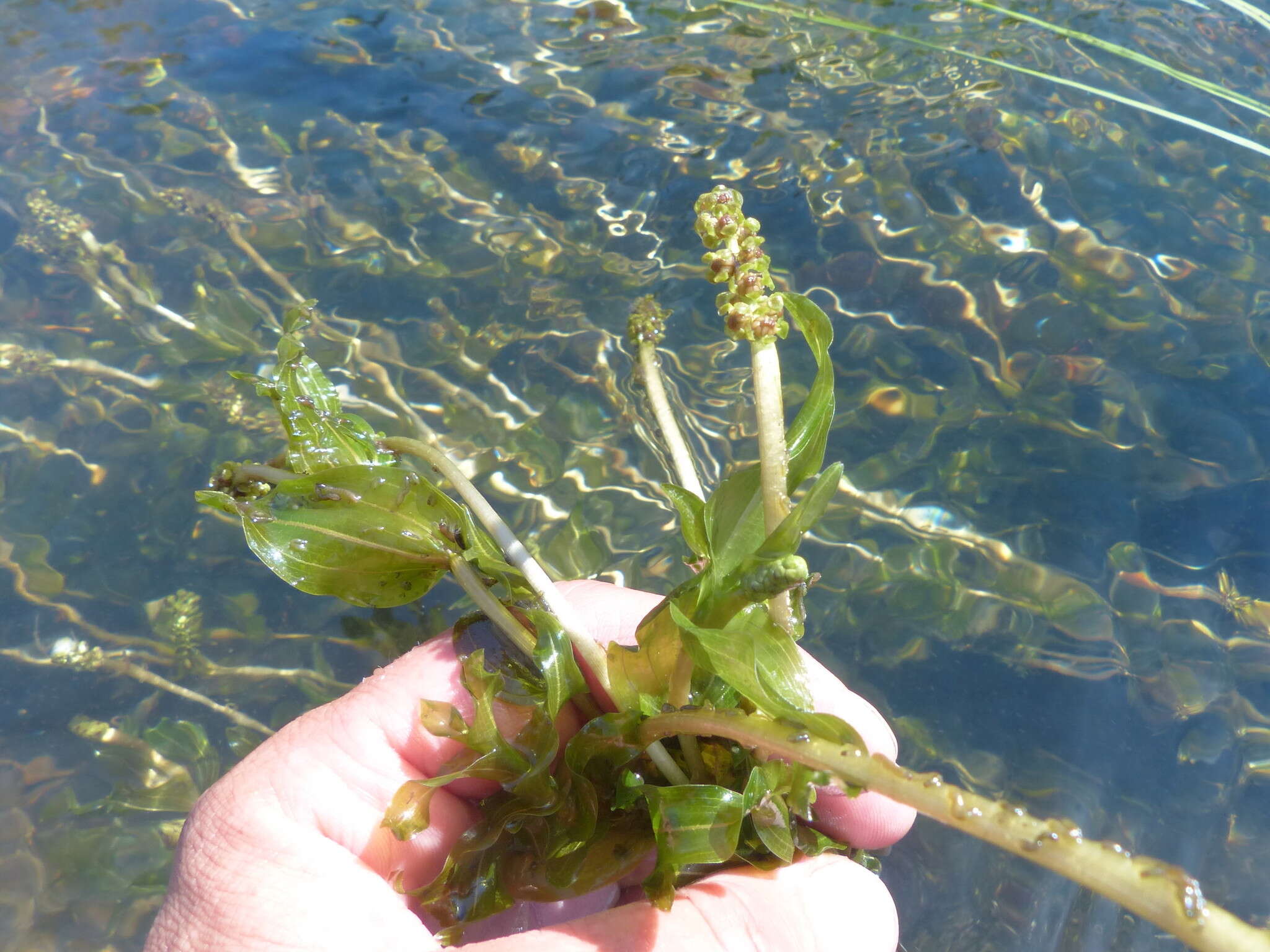 Image of Richardson's pondweed