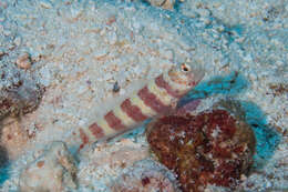 Image of Gorgeous prawn goby