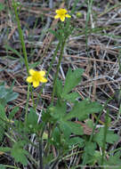 Imagem de Ranunculus occidentalis Nutt.