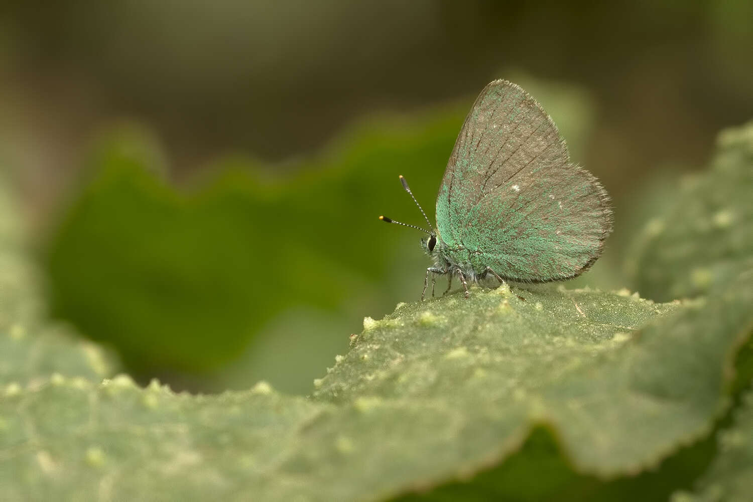 صورة Callophrys mystaphia Miller 1912