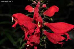 Image of Lamourouxia longiflora Benth.