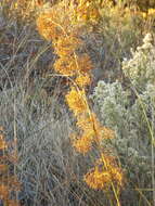 Image of California Saw-Grass