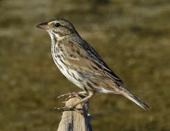 Image de Passerculus sandwichensis magdalenae Van Rossem 1947