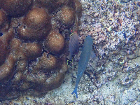 Image of Herringbone Butterflyfish