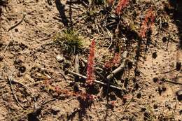 Imagem de Drosera platypoda Turcz.