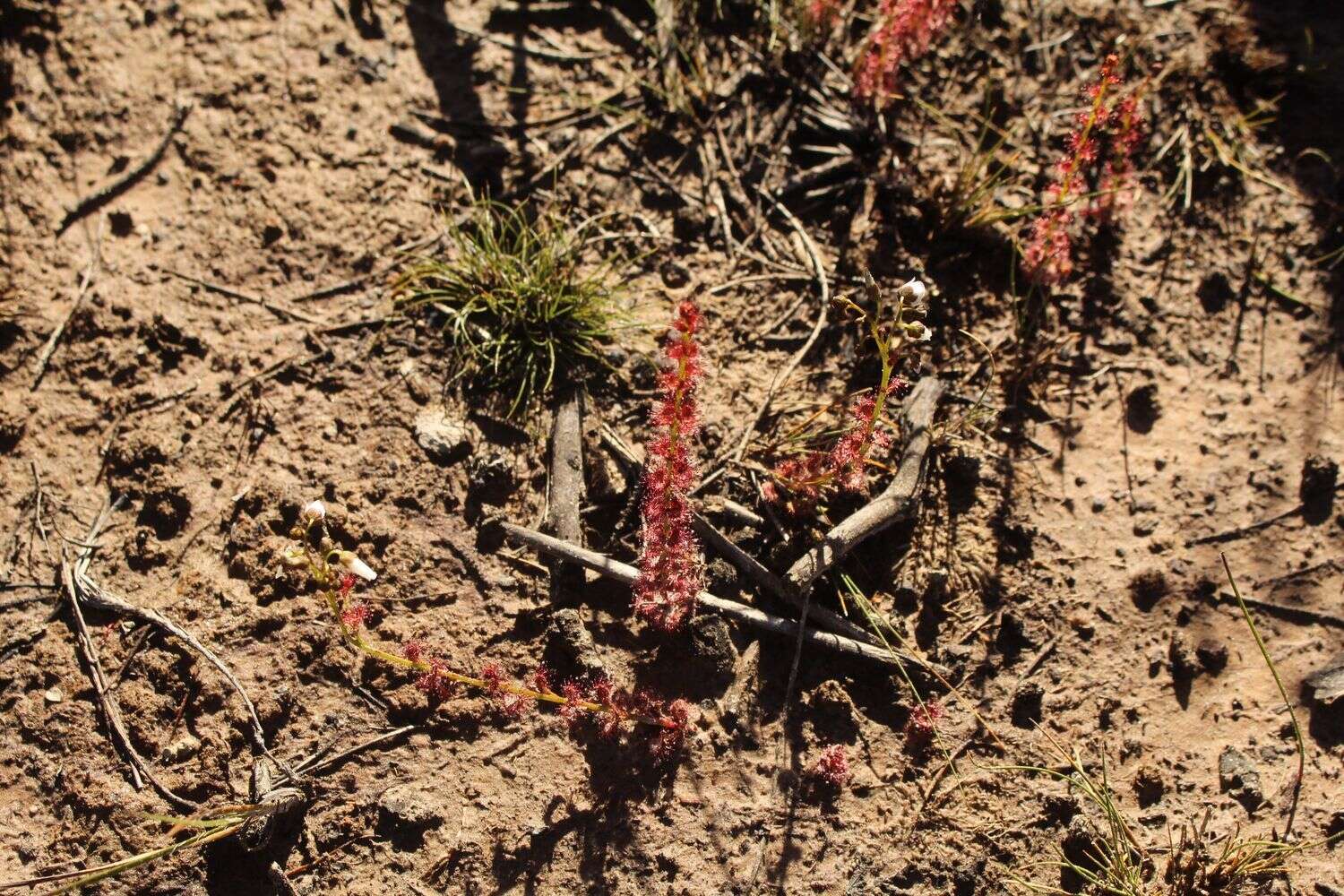 Image of Drosera platypoda Turcz.