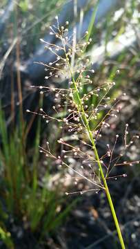 Image of Erect-Leaf Rosette Grass