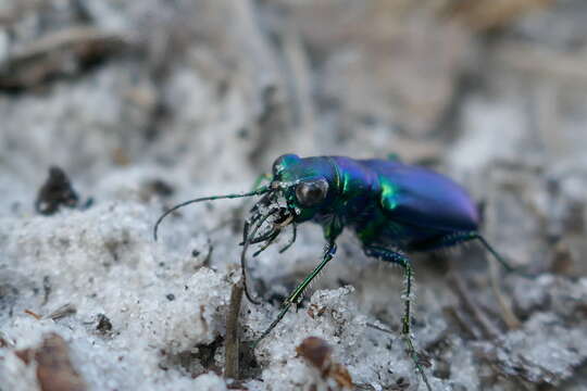 Image of Cicindela (Cicindela) scutellaris unicolor Dejean 1825