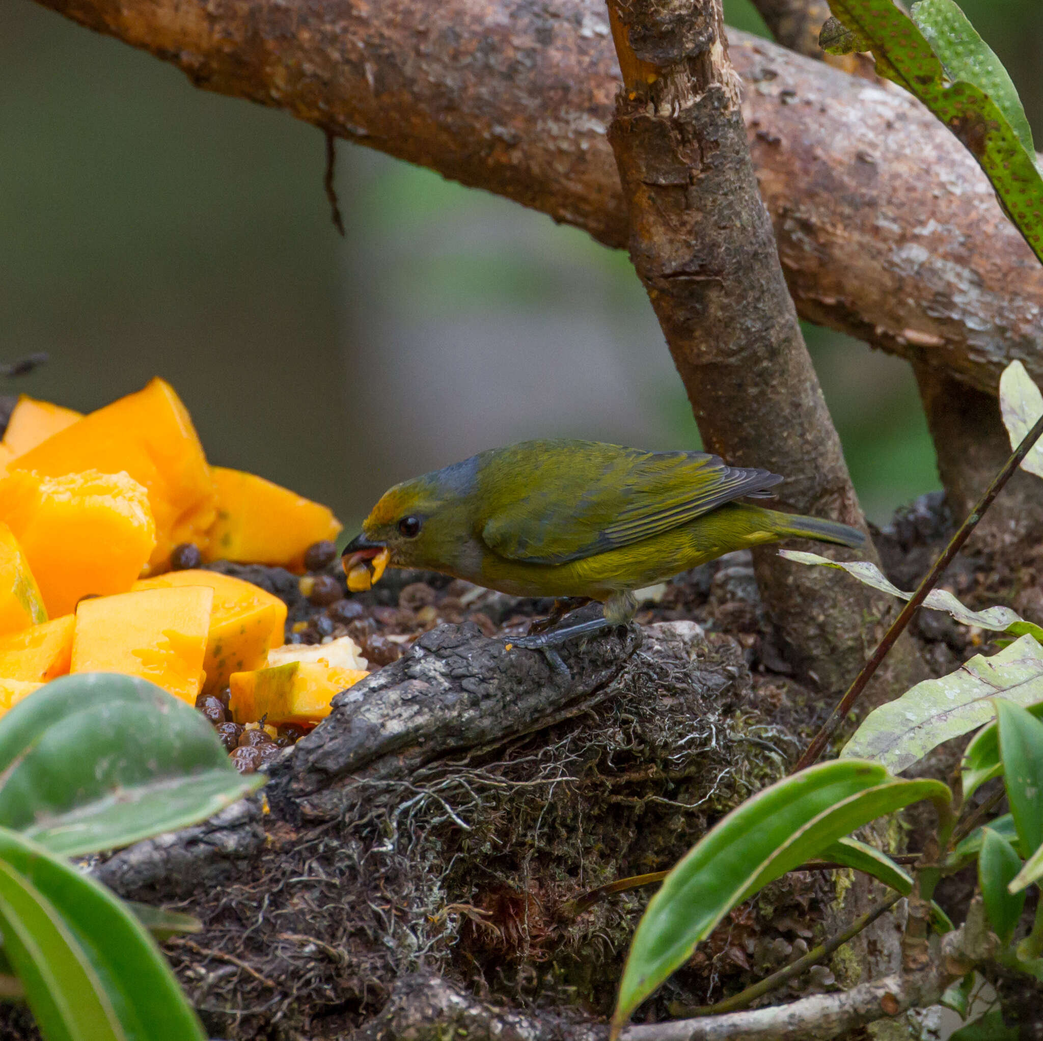 Image of Orange-bellied Euphonia