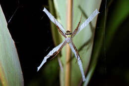 Image of Argiope aetheroides Yin, Wang, Zhang, Peng & Chen 1989