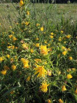 Image of goldenthistle