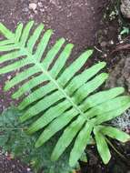 Plancia ëd Polypodium macaronesicum subsp. macaronesicum