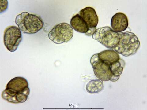 Plancia ëd Urocystis ranunculi (Lib.) Moesz 1950