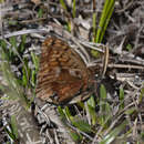 Plancia ëd Boloria frigga gibsoni (W. Barnes & McDunnough 1926)