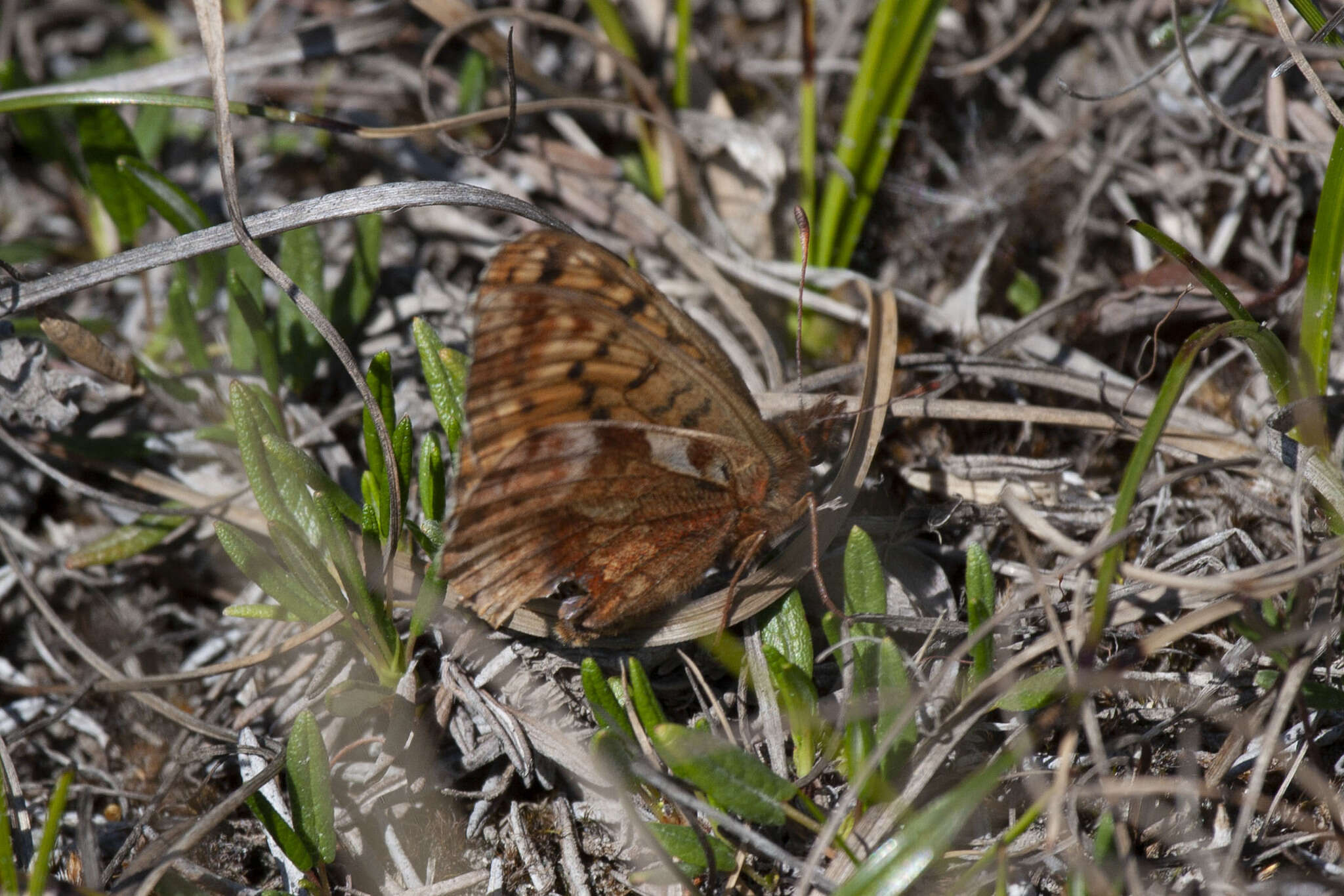 Image of Boloria frigga gibsoni (W. Barnes & McDunnough 1926)