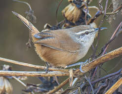 Image of White-breasted Wood Wren