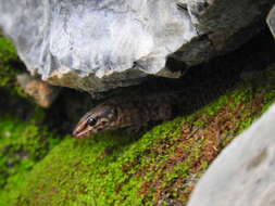 Image of Madrean Tropical Night Lizard