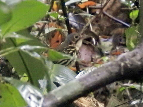 Image of Spectacled Antpitta