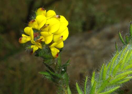 Image of <i>Leobordea foliosa</i>