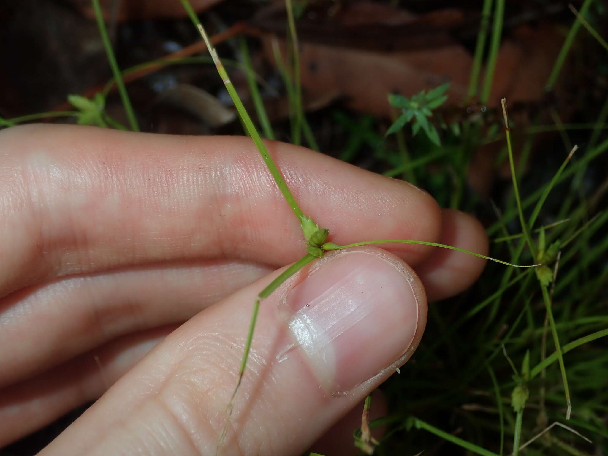 Cyperus gracilis R. Br.的圖片