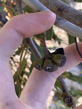 Imagem de Eucalyptus leprophloia M. I. H. Brooker & S. D. Hopper