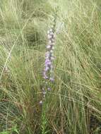 Image of Sandhill's blazing star