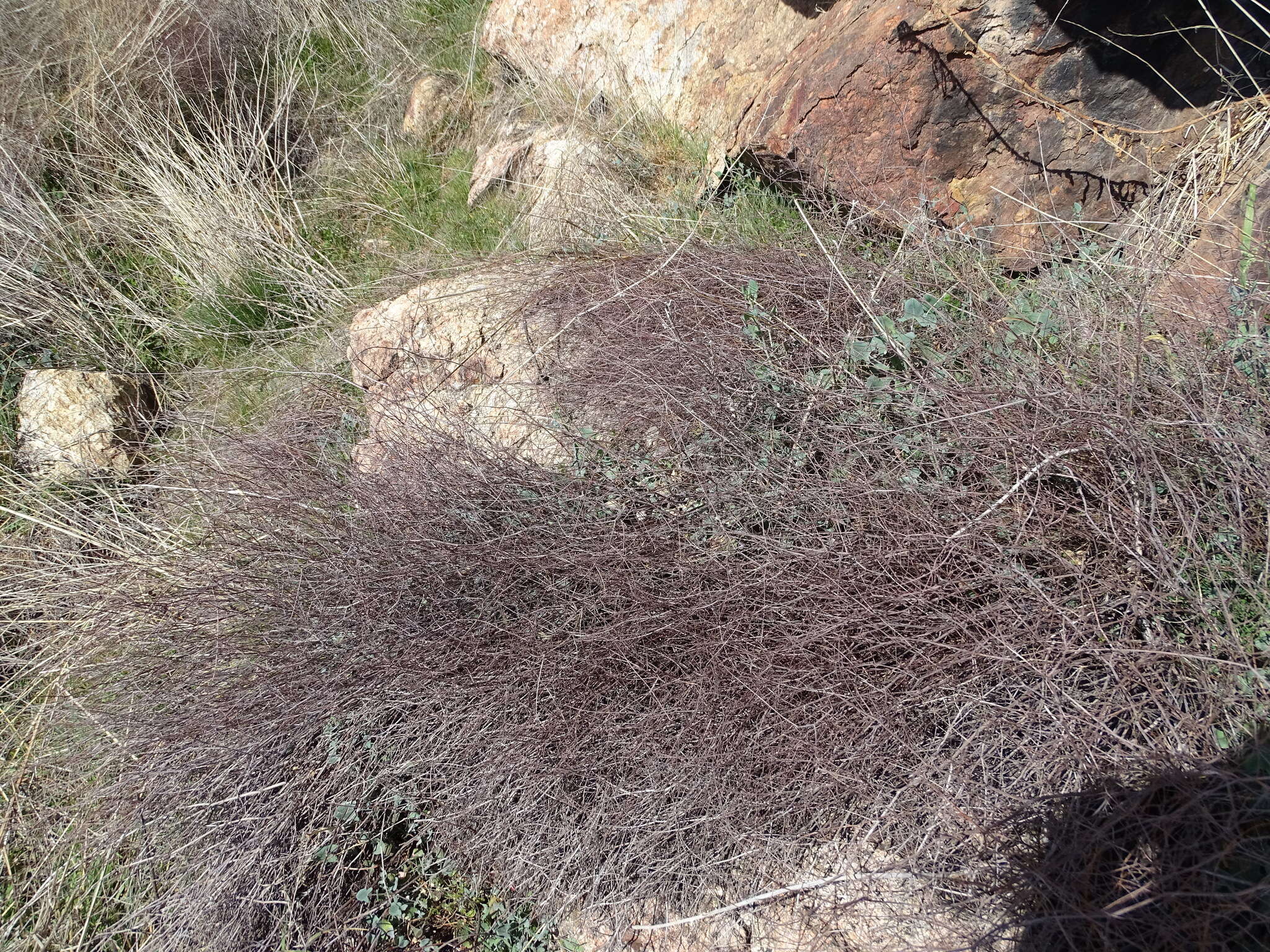 Image of Rumex induratus Boiss. & Reuter