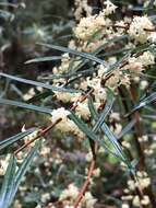 Image of Pimelea axiflora F. Müll.