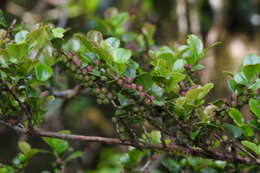 Image de Eurya crenatifolia (Yamamoto) Kobuski